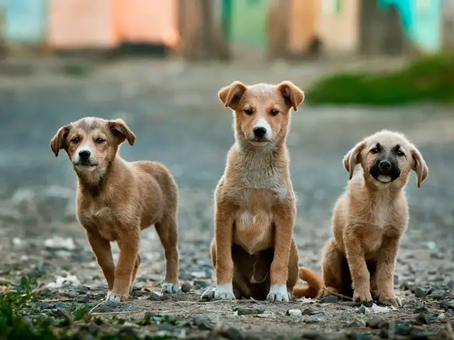 Perro mirando con ternura a la cámara