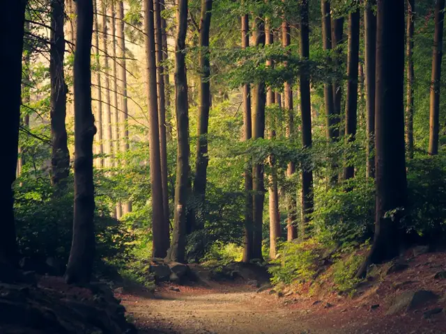 Sendero de bosque iluminado por rayos de sol